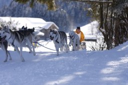 Lenk 2013